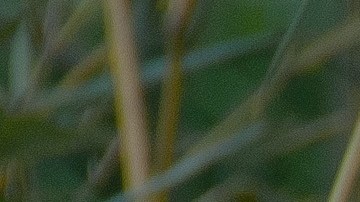 Dos osos panda por fin lograron aparearse.