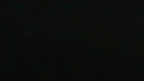 Un canino protagoniza un video en Tik Tok donde reviven una de las mejores escenas de "Shrek".