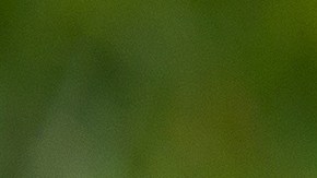 Un perro chihuahua simuló un jaripeo en el patio de la casa donde vive.