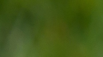 Un perro chihuahua simuló un jaripeo en el patio de la casa donde vive.
