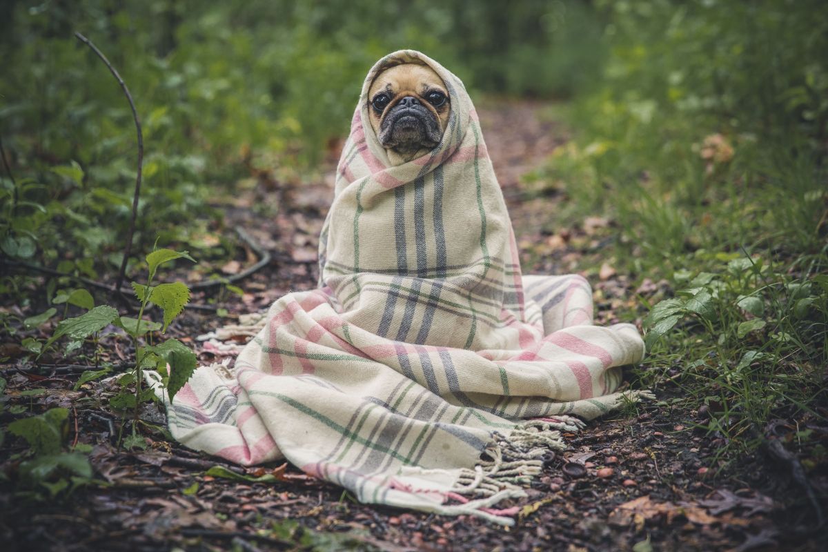 Cuando la temperatura corporal de un perro se altera puede ser por fiebre. 
