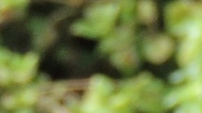 Las gafas de sol pueden ser muy graciosas para las fotos de perros, pero son dañinas para su salud.