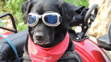 Las gafas de sol pueden ser muy graciosas para las fotos de perros, pero son dañinas para su salud.