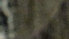 Los perros también tienen un estilo de música favorita.