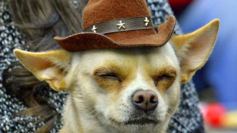 Los perros también tienen un estilo de música favorita.