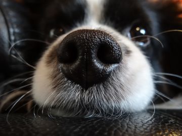 La resequedad de la nariz de tu perro puede deberse a varios factores que no tienen que ver con una enfermedad.