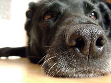 El poderoso olfato canino puede detectar tumores cancerígenos antes de que se formen y otras enfermedades.