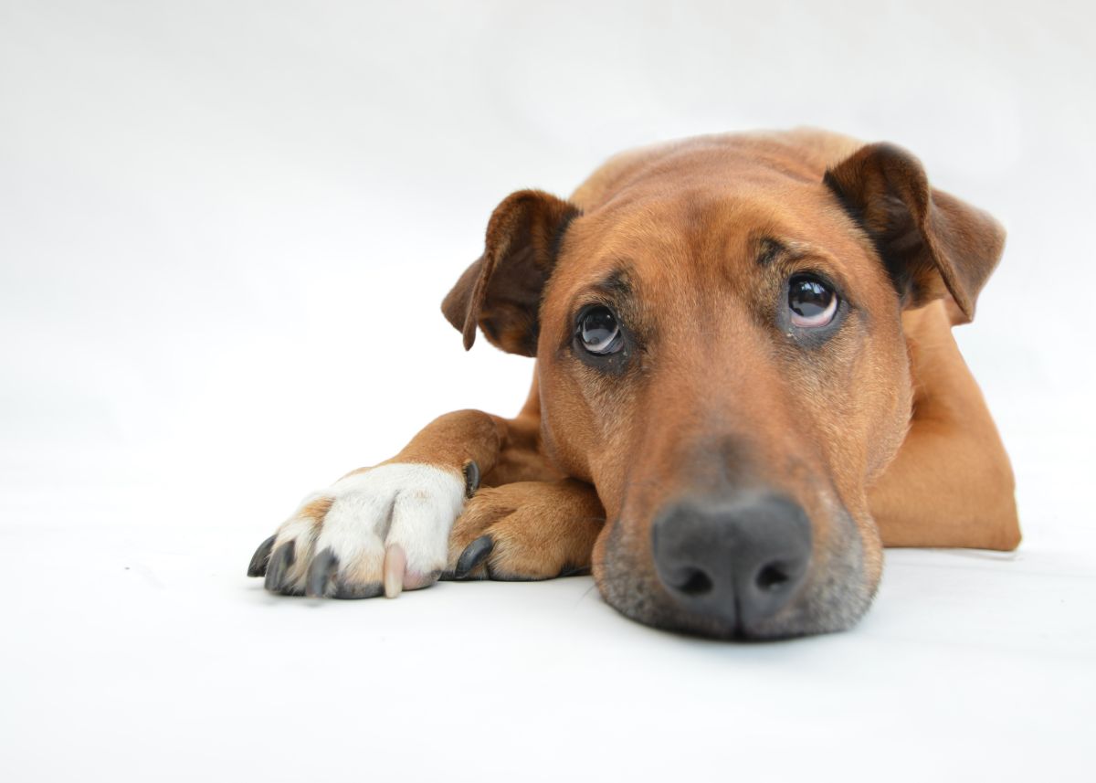 Un perro puede estar triste por muchas razones y se puede deteriorar su salud. 