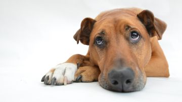 Un perro puede estar triste por muchas razones y se puede deteriorar su salud.