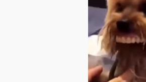 El can no quería que le quitaran la "sonrisa".