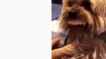 El can no quería que le quitaran la "sonrisa".