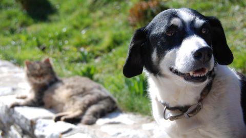 Dos perros destrozan a un gato de peluche casi idéntico a su compañero en casa.