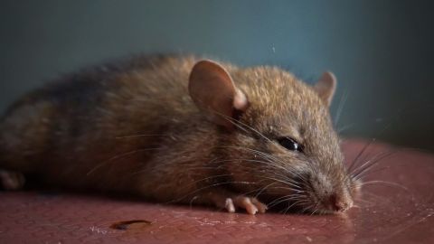 Las ratas pueden transmitir hantavirus.