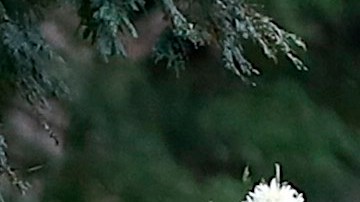 Los sepultureros del cementerio de Vila Formosa, en Sao Paulo, trabajan a marchas forzadas.
