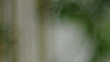 rostro cara