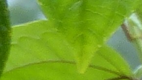 guaraná