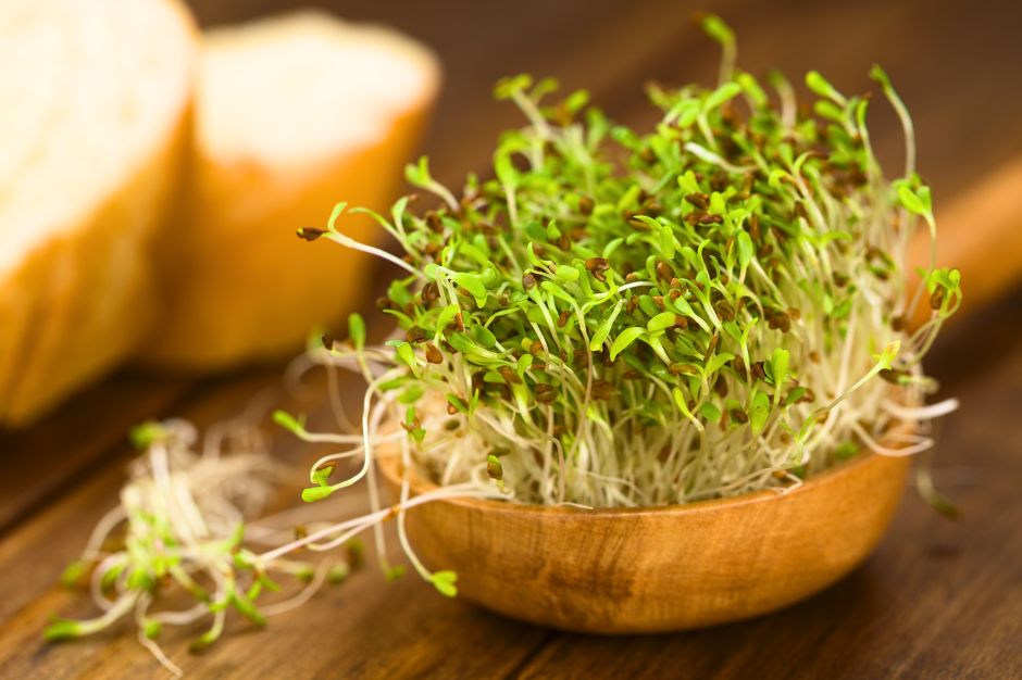 ¿Cuáles son las ventajas de incluir alfalfa en tu dieta?