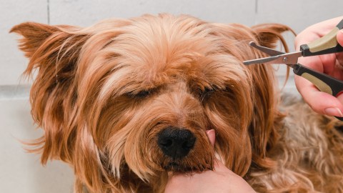 La técnica dependerá del tipo de pelo de tu mascota.