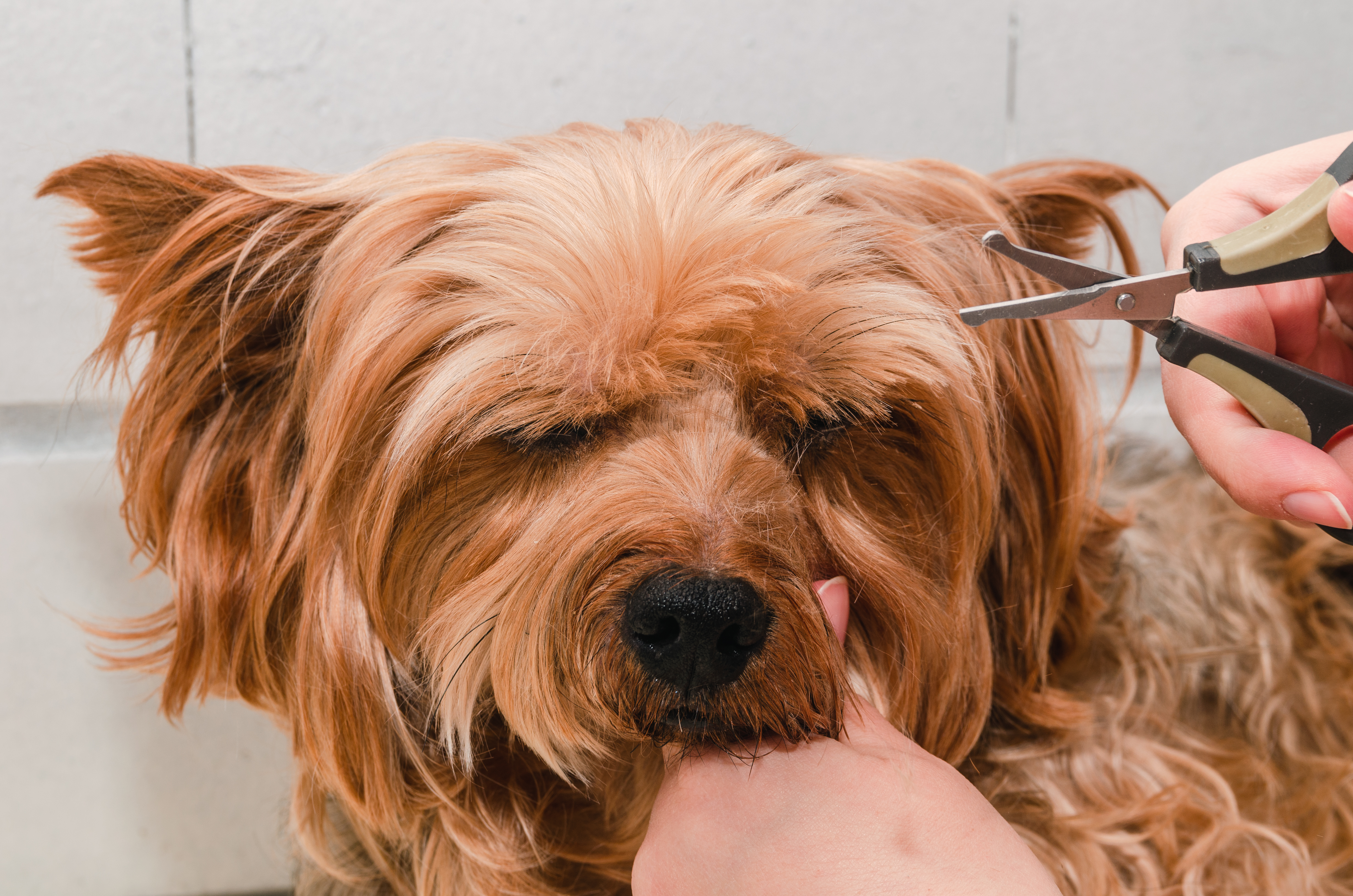 Tips para cortarle el pelo a tu perro en casa La Opinión