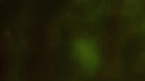 shutterstock_284871191