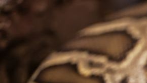 Las pitones no tienen colmillos y se alimentan de animales pequeños.