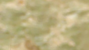 Aunque parece un ser de otro mundo, es un animal muy típico de esa región.