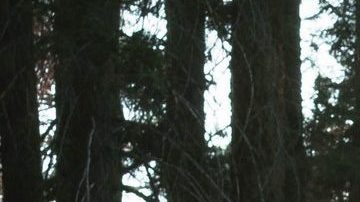 Los árboles son nuestra conexión con la naturaleza.