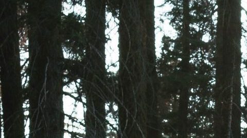 Los árboles son nuestra conexión con la naturaleza.