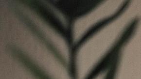 Foto: Valeria Ushakova/Pexels