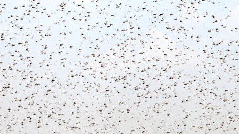 Saná, capital de Yemen, fue invadida por langostas en julio.