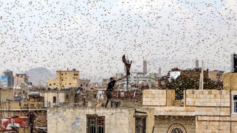 Saná, capital de Yemen, fue invadida por langostas en julio.