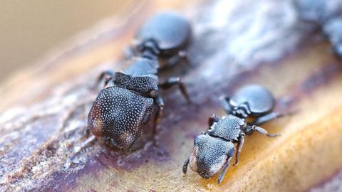 111214978_ants-main-web