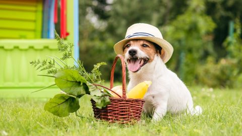 En el caso de los perros es posible, pero la cosa se complica con los gatos.