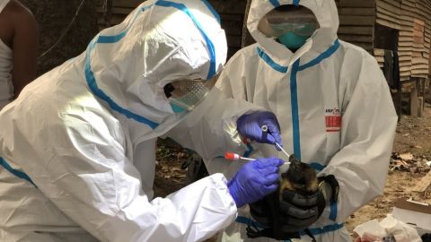 Los "cazadores de virus" creen que los murciélagos son uno de los principales reservorios de patógenos que pueden afectar a los humanos.