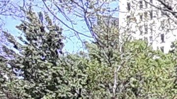 Parques con círculos de cal para el distanciamiento