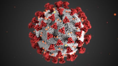 Morfología del coronavirus