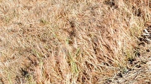 El hallazgo se dio después de una persecución en la autopista 5 de California.