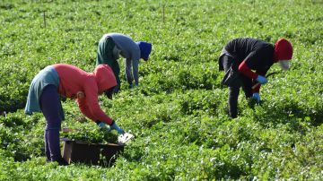 Trabajadores agrícolas  del Condado de Riverside que estén contagiados reciben apoyos de TODEC.