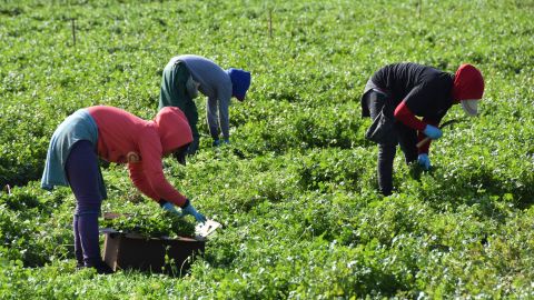Trabajadores agrícolas del Condado de Riverside que estén contagiados reciben apoyos de TODEC.