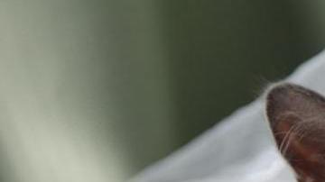 La ceremonia se podrá seguir en vivo.