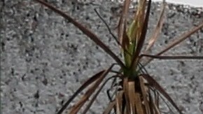 People mourn their loved ones at the pantheon of San Nicolas Tolentino, in Mexico City, Mexico, 30 April 2020 (issued 01 May 2020). The crematoriums in the Mexican capital are at the limit of their capacity while the country has not yet reached the peak of contagions and deaths from the COVID-19 pandemic, while funeral homes suggest the use of graves to house the deceased.