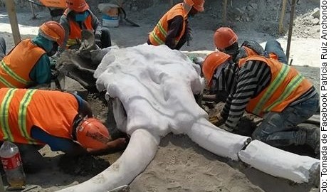 Son entre 60 y 70 restos de mamuts.