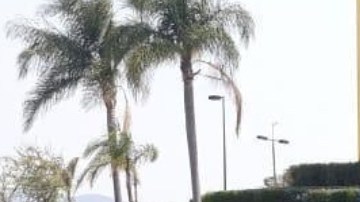 Detienen y hieren a líder de célula del Cártel de Sinaloa tras persecución y balacera