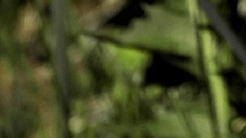 Foto: HOerwin56 /Pizabay