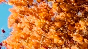 Dreamers esperan fallo de la Corte Suprema de la Nación sobre el programa DACA. (Cortesía CHIRLA)