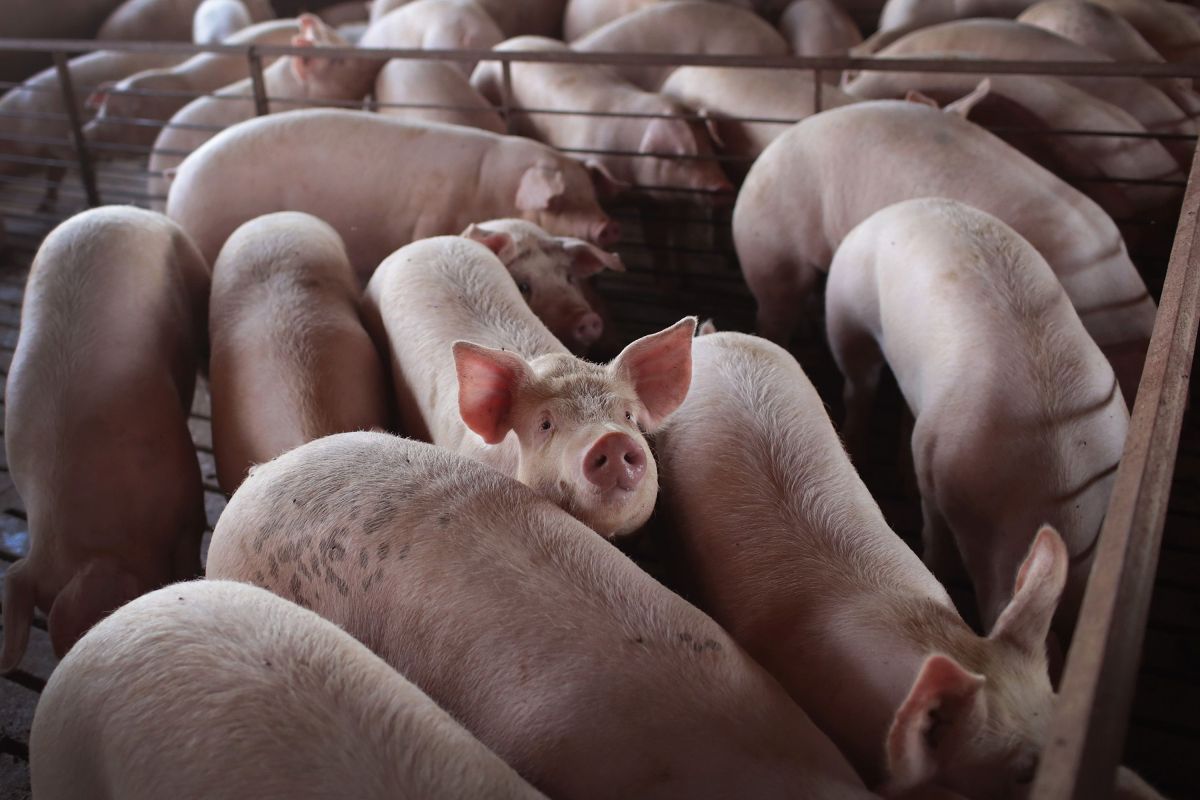 Pork prices go up: a new California law could shoot them up to 50%