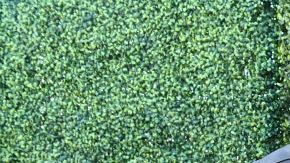 Shad Gaspard (izquierda) con Jas Mathur en la alfombra roja de los MTV Movie Awards 2019.