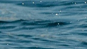 Los delfines son unos de los mamíferos más inteligentes del planeta Tierra.