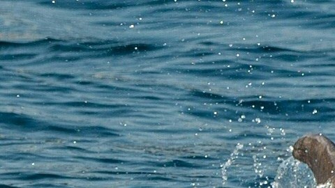 Los delfines son unos de los mamíferos más inteligentes del planeta Tierra.