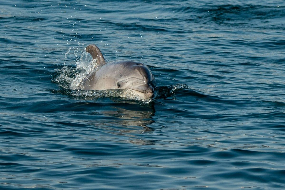 Al menos 300 delfines fueron vistos nadando juntos el pasado domingo en California.